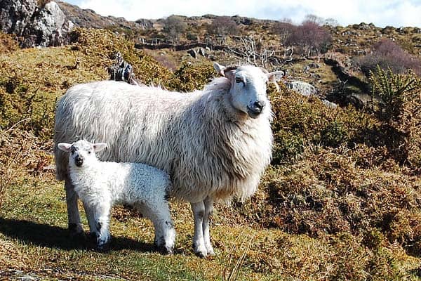 Image of sheep illustrating safeguarding