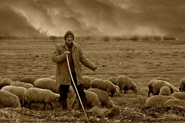 Photograph of a shepherd with sheep