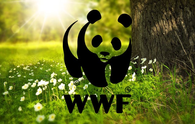 Photograph of spring woodland with WWF logo